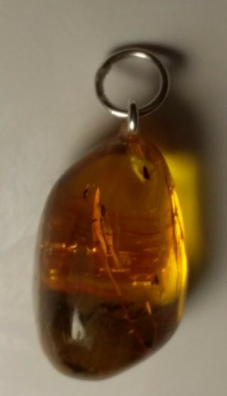 2 Fossil Insect Inclusion Baltic Amber Silver Pendant 2.  1 G.