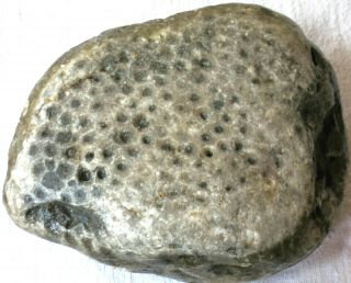 Unpolished Michigan Petoskey Stone - Hexagonaria - Coral Fossil - 4.  5,  Pounds