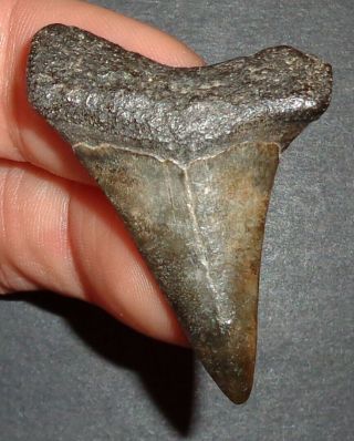 Big 1.  820 " Mako Shark Tooth Fossil From South Carolina W/free Shark Tooth Guide