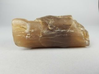 Petrified Opalized / Agatized Translucent Gel / Jello Fossil Wood Limbs Socal