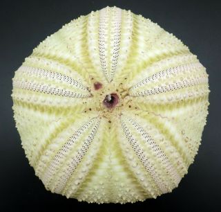 Masterpiece Ultra -,  Astropyga Radiata 89.  3 Mm Bohol Sea Urchin
