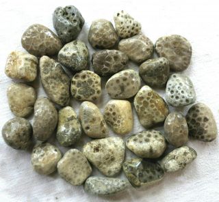 30 Unpolished Michigan Petoskey Stone - Hexagonaria - Coral Fossil - 3.  75,  Lbs