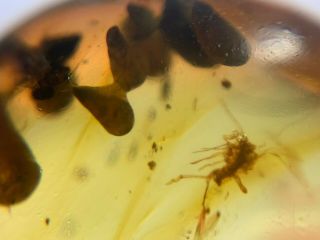 Unknown Bug&plant Spores Burmite Myanmar Burma Amber Insect Fossil Dinosaur Age