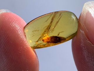 Unique Adult Cockroach Burmite Myanmar Burmese Amber Insect Fossil Dinosaur Age