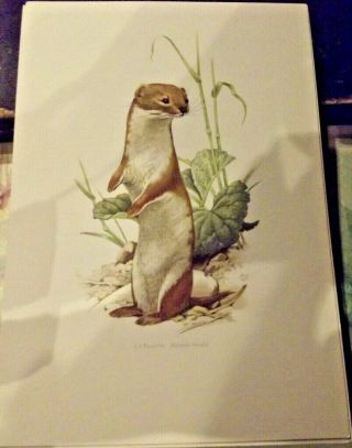 N°97 Mammal Poster The Weasel