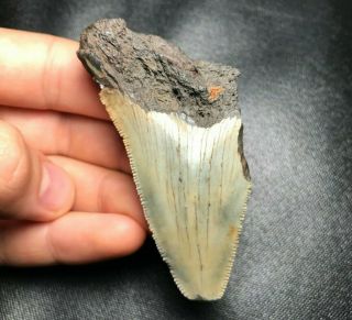 Sharp 2.  98 " Megalodon Shark Tooth Teeth Fossil Sharks Necklace Jaws Jaw Meg