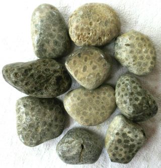 10 Unpolished Michigan Petoskey Stone - Hexagonaria - Coral Fossil - 3.  25,  Lbs