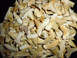 10 Fossil Cretolamna Maroccana Shark Teeth,  Megalodon Grandfather Era Morocco