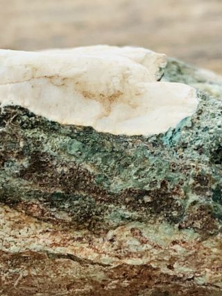 Opalized Mineral Agate Limb Cast Crystal Jasper Lapidary Gemstone 2