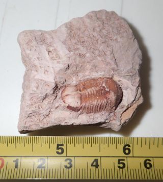 Fossil Brownish Trilobite Ductina Vietnamica 22x13 Mm 53.  2 Gram