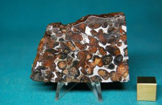 Sericho Pallasite Meteorite 70.  5 Grams