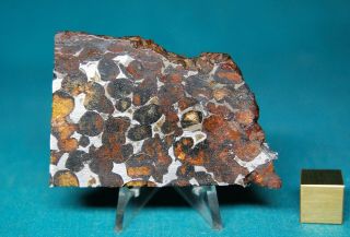 Sericho Pallasite meteorite 70.  5 grams 2