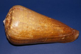 Conus Pulcher - Very Big,  170 Mm