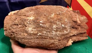 Reilly’s Rocks: Arizona Petrified Wood W/ Polyrporites Wardii Fungus/calcite 7lb