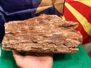 REILLY’S ROCKS: Arizona Petrified Wood W/ Polyrporites Wardii Fungus/calcite 7lb 2
