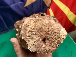 REILLY’S ROCKS: Arizona Petrified Wood W/ Polyrporites Wardii Fungus/calcite 7lb 3