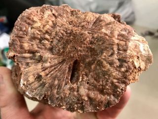 REILLY’S ROCKS: Arizona Petrified Wood W/ Polyrporites Wardii Fungus/calcite 7lb 4