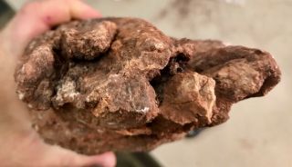 REILLY’S ROCKS: Arizona Petrified Wood W/ Polyrporites Wardii Fungus/calcite 7lb 5
