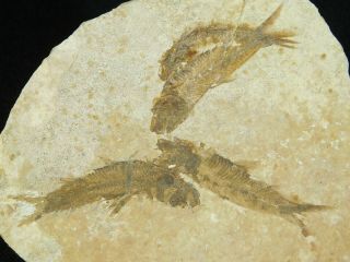 Four Small 50 Million Year Old Knightia Fish Fossils From Wyoming 104gr E