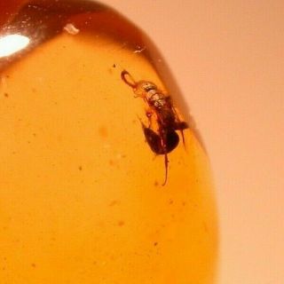 Bethylid Wasp With Stinger Displayed In Authentic Dominican Amber Fossil Gem