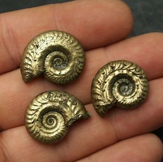 3x Type Hildoceras 24 - 25mm Ammonite Pyrite Mineral Fossil Ammoniten France