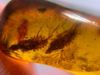 2 Unique Cicada Nymph Burmite Myanmar Burmese Amber Insect Fossil Dinosaur Age