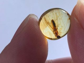 Unique Adult Termite Burmite Myanmar Burmese Amber Insect Fossil Dinosaur Age