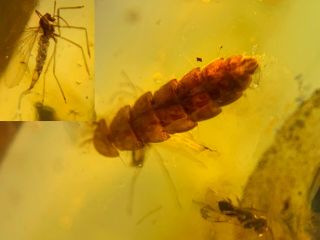 Unknown Worm&2 Mosquito&wasp Burmite Myanmar Amber Insect Fossil Dinosaur Age