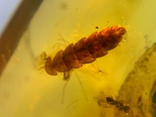 unknown worm&2 mosquito&wasp Burmite Myanmar Amber insect fossil dinosaur age 3