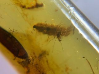 unknown worm&2 mosquito&wasp Burmite Myanmar Amber insect fossil dinosaur age 4