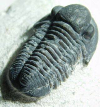 A Small And Natural Gerastos Granulosus Trilobite Fossil Morocco 85.  9gr E
