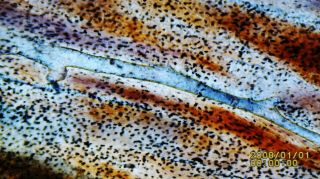 Antique Microscope Slide.  Sections Of Human Bone (femur).