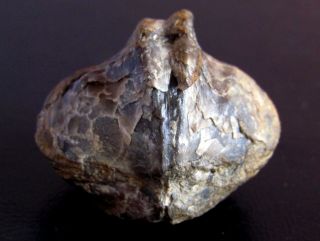 Very Rare Devonian Brachiopod.  Plicathyris Alejensis.  Spain.  Nºrq02