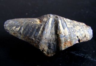 Very Rare Devonian Brachiopod.  Euryspirifer Pellicoi.  Spain.  Nºrq32