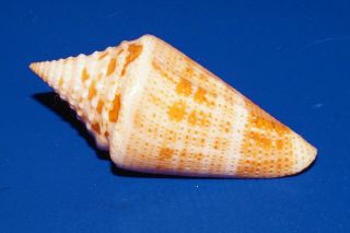 Conus Mappa Granarius - Very Rare