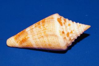 Conus Mappa Granarius - very rare 2