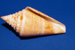 Conus Mappa Granarius - very rare 3