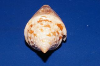 Conus Mappa Granarius - very rare 4