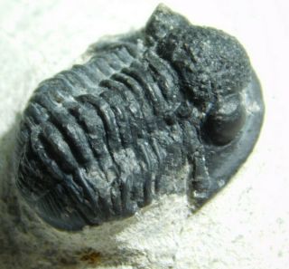A Small And Natural Gerastos Granulosus Trilobite Fossil Morocco 45.  0gr E