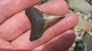Chubutensis Megalodon Shark Tooth 1.  592 Inches