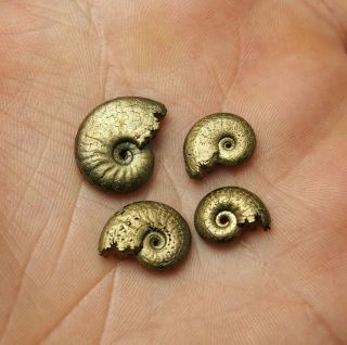 4x Amaltheus 12 - 17mm Ammonite Pyrite Mineral Fossil Ammoniten France