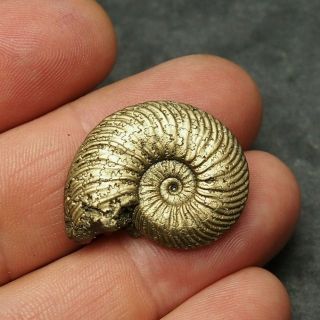 29mm Quenstedtoceras Pyrite Ammonite Fossils Fossilien Russia Pendant