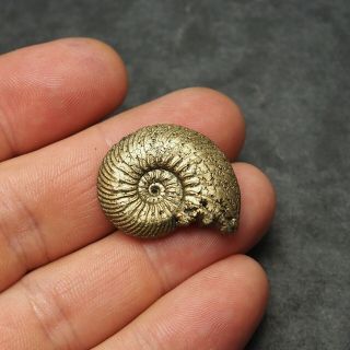 29mm Quenstedtoceras Pyrite Ammonite Fossils Fossilien Russia pendant 4