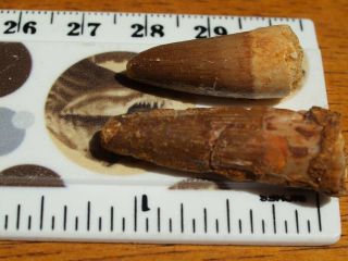 Large Spinosaurus Dinosaur Tooth Fossil 1.  37 " Inches 112 Million Years Old