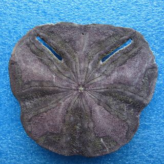 Echinodiscus Bisperforatus (leske,  1778) 80.  8mm Sea Urchin
