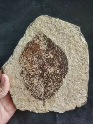 lost money sell Shanwang plant fossil which lacated in shandong province china 2