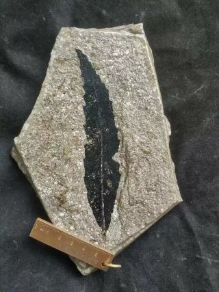 lost money sell Shanwang plant fossil which lacated in shandong province china 5