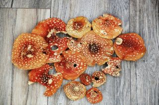 amanita red mushroom dried caps 3 oz (100 g. ) 2019 august 2