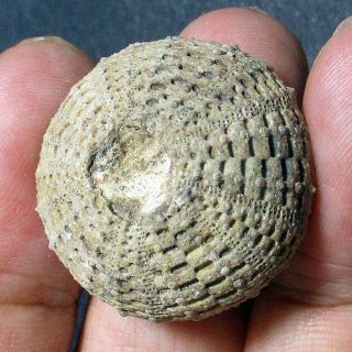 27mm Brown Gray White Natural Indonesia Echinoid Fossil Sea Urchin Jurassic Age