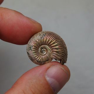 26mm Quenstedtoceras Pyrite Ammonite Fossils Fossilien Russia pendant 4
